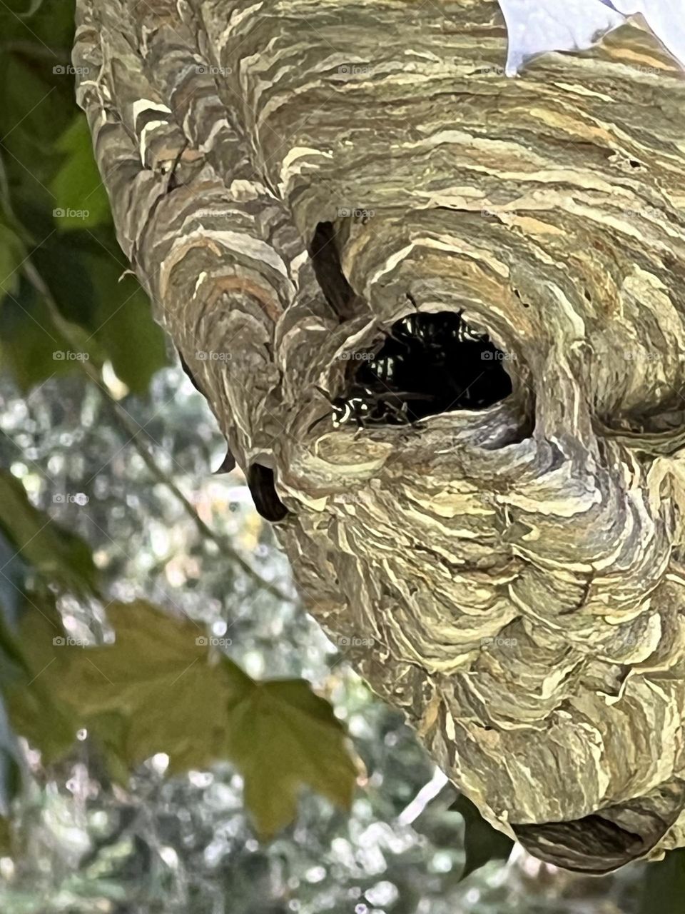  bald faced hornets nest 
