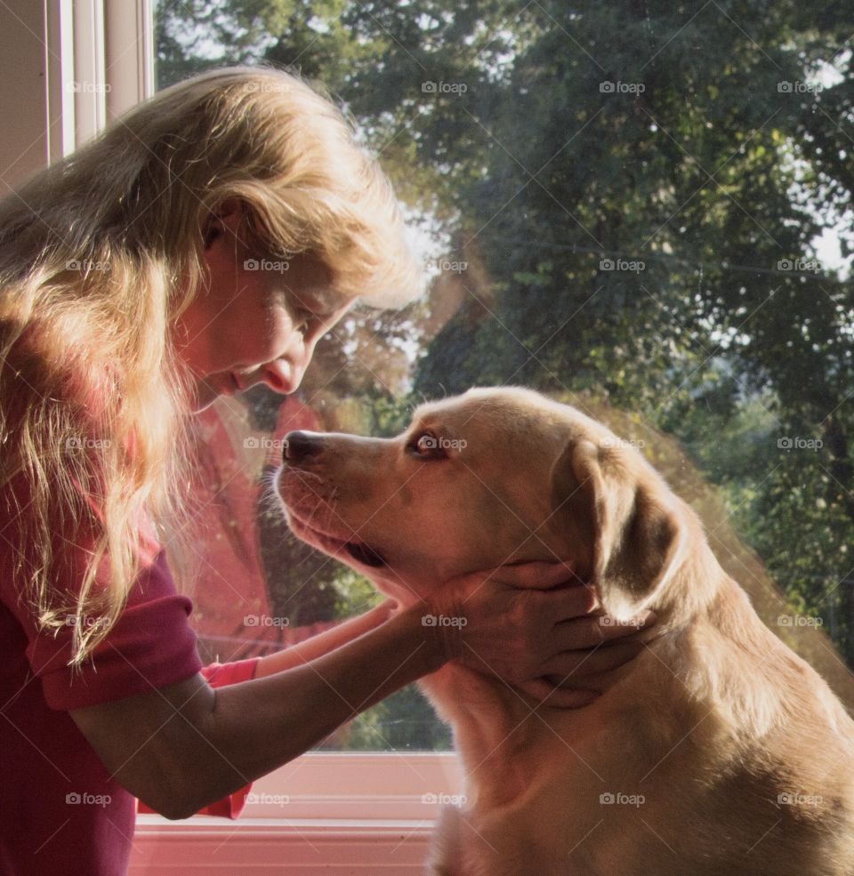 Love is seen in the eyes of this yellow lab as he looks at his owner