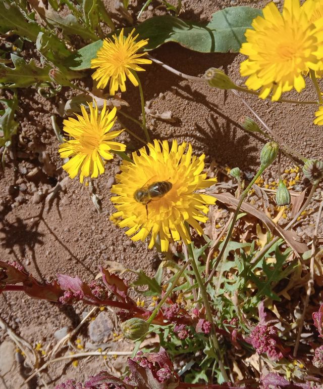 Bee at work