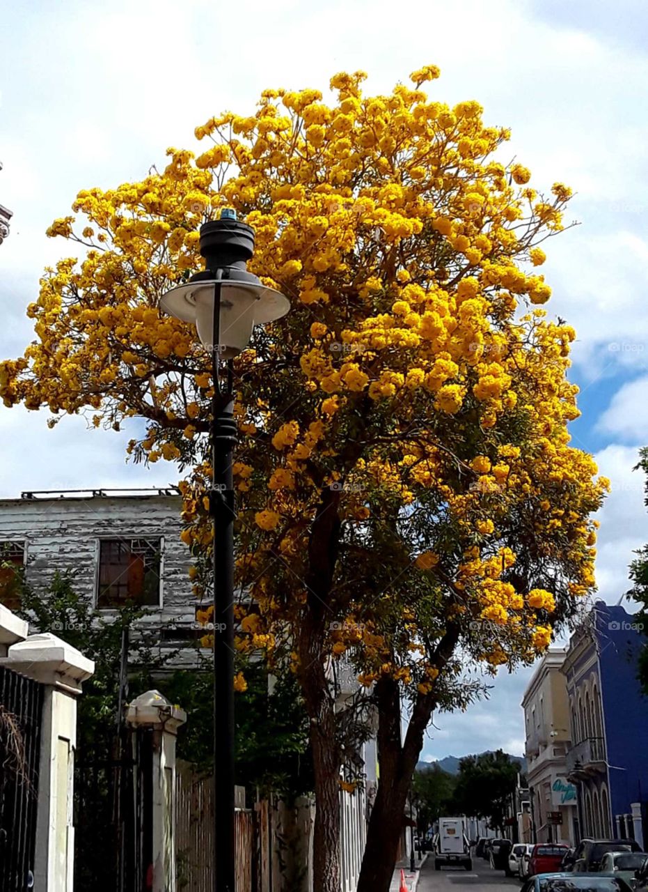 Yellow tree
