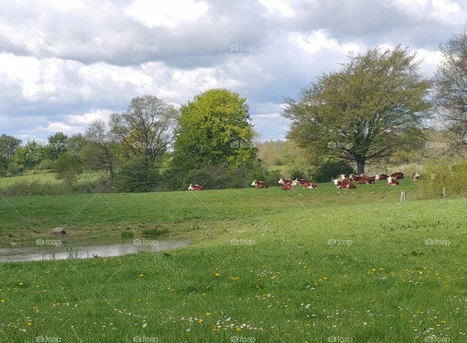 cow kuh herdewiese weide grün