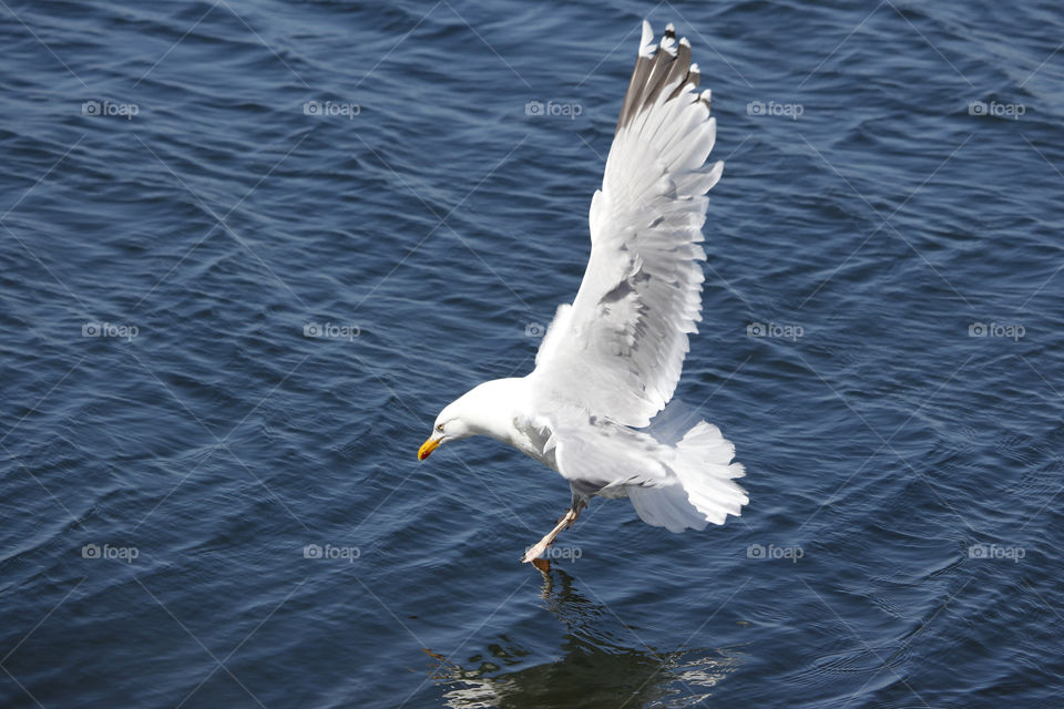 Seagull landing on the water surface, wings straight up in the air .
Gråtrut mås  landar på vattenytan , vingarna rakt upp i luften 