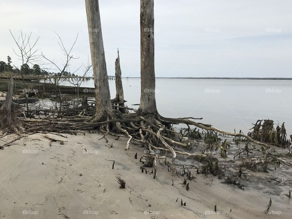 Old trees