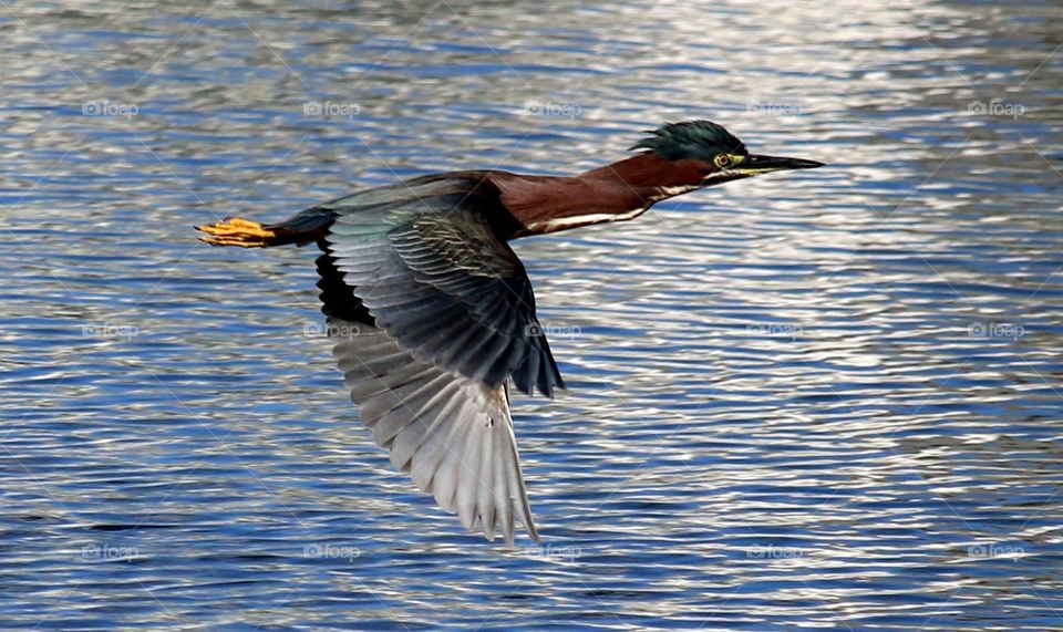 Green Heron flying