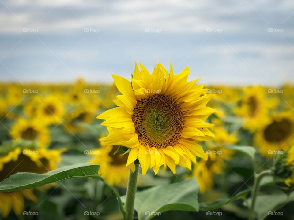 Field of sunflowers on a day with dark storm clouds on the sky