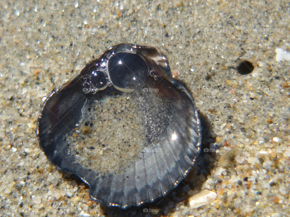 Bubbles caught inside shell