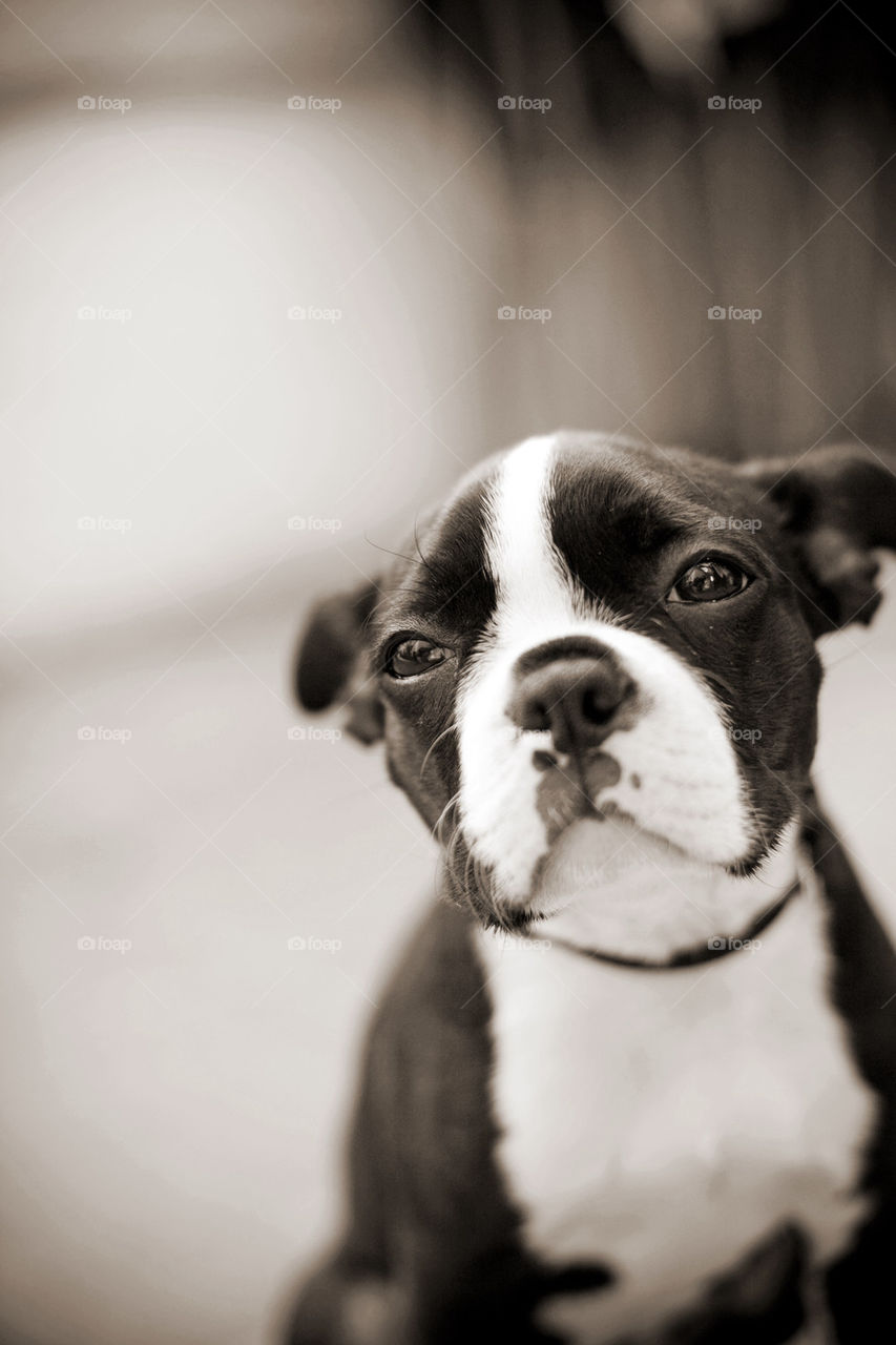 Boston Terrier puppy