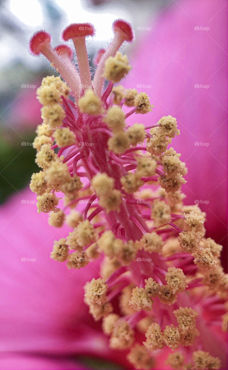 Macro photo of the yellow stems of a flower against the background of pink purple leafs