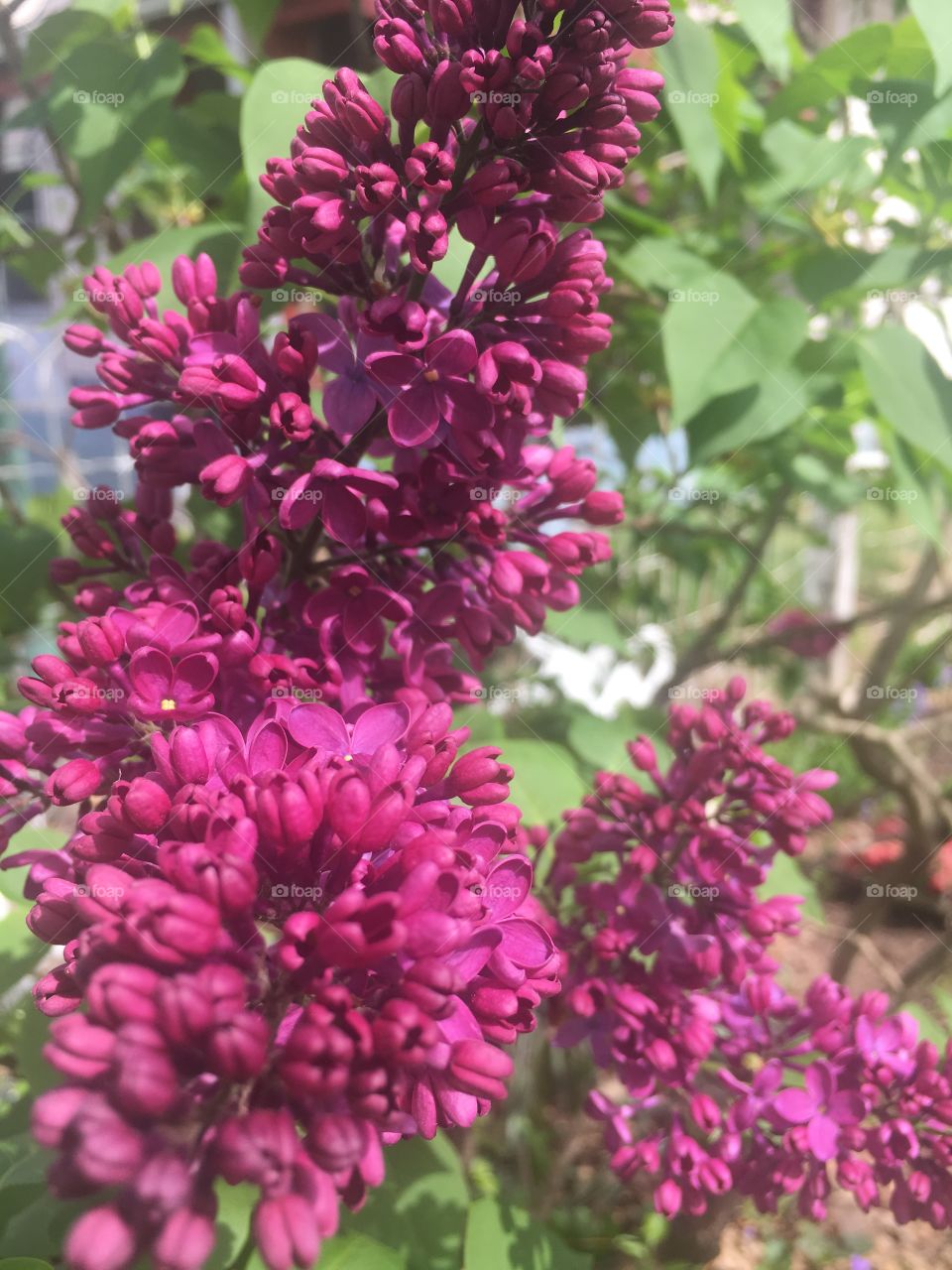 close up of purple flower tree