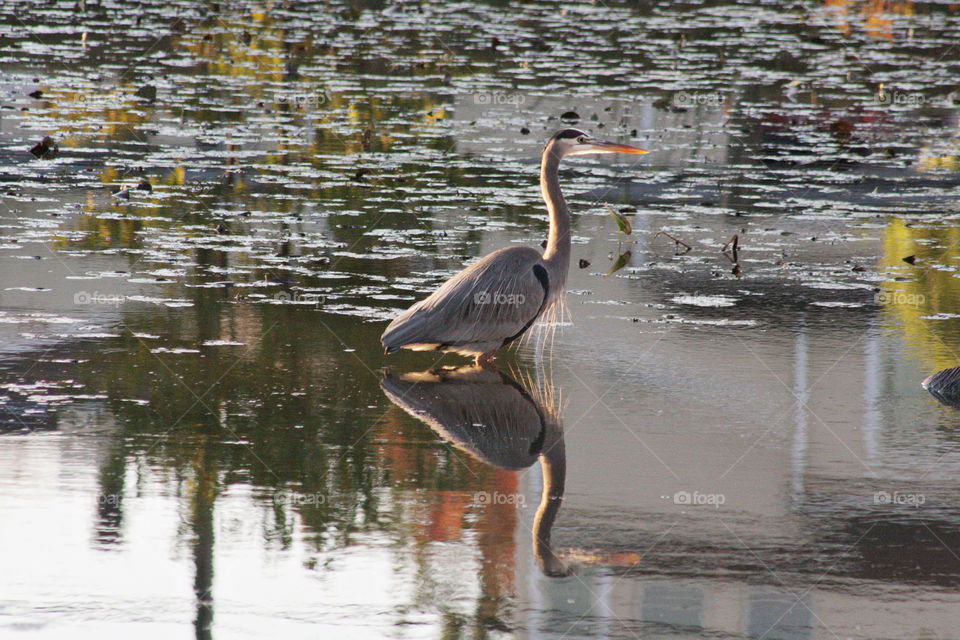 Blue heron standing in a pond