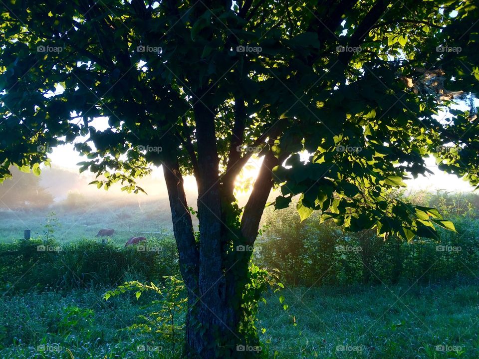 Sun Rising Over Varner Dam