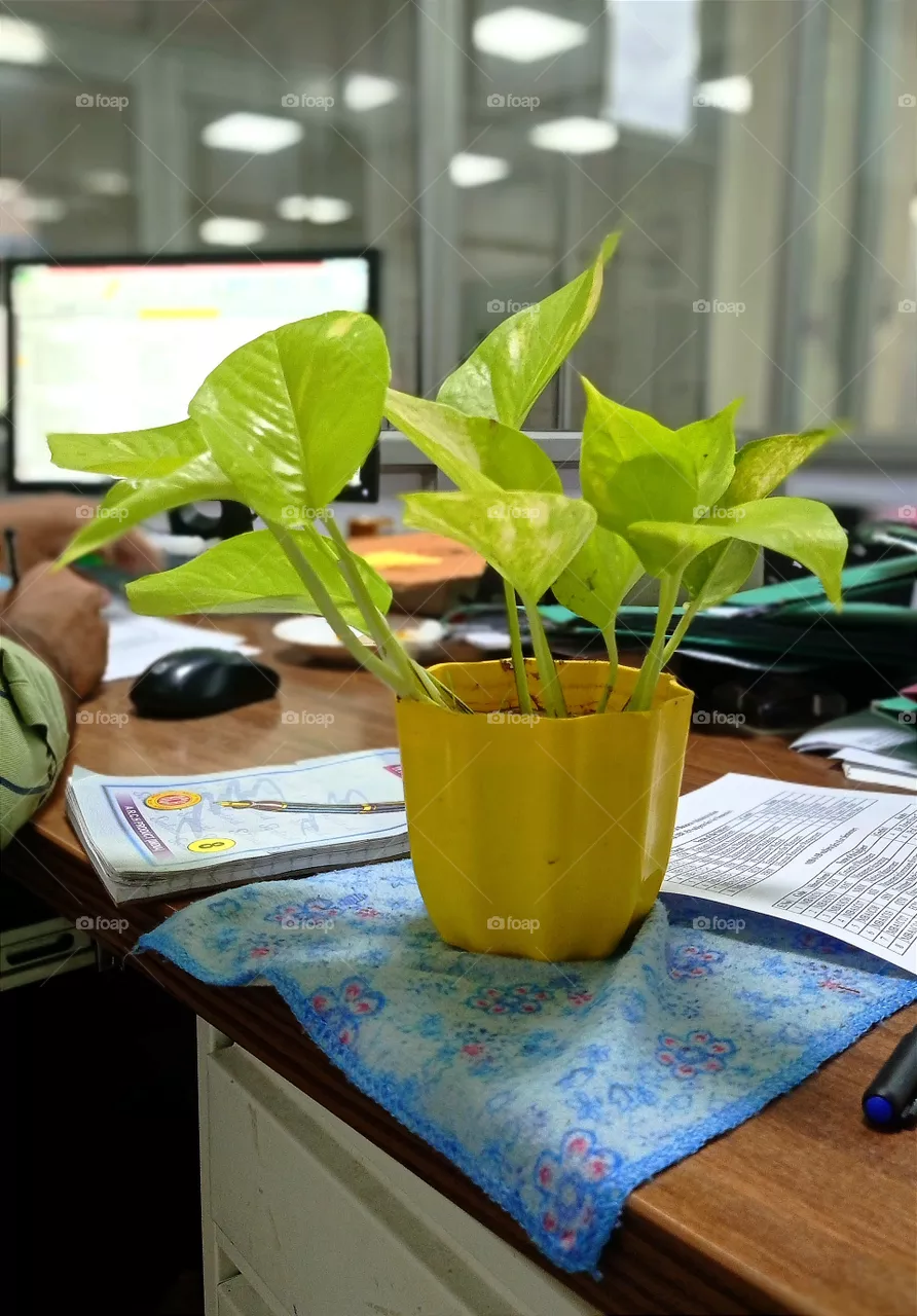 mane plant