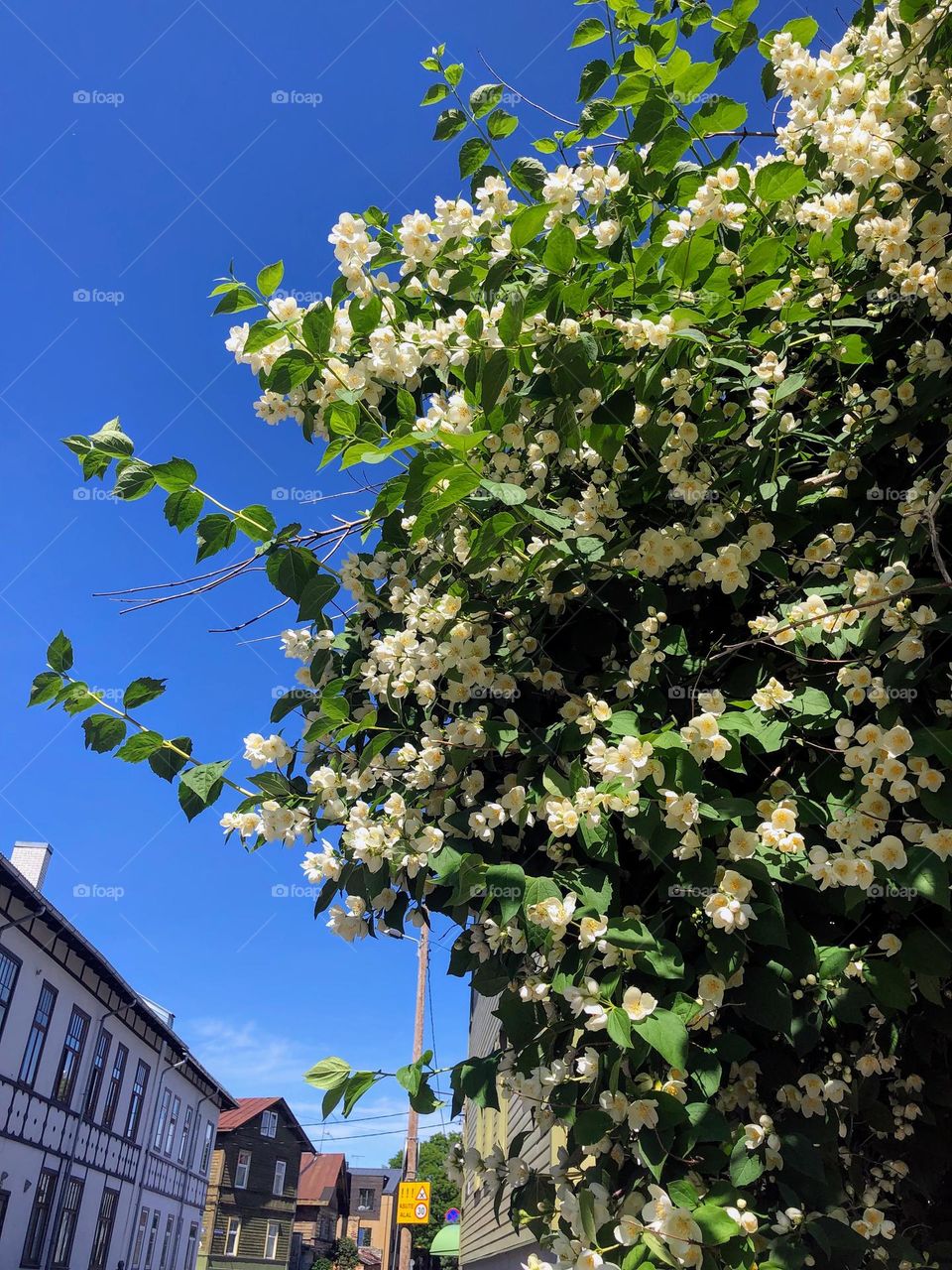 Spring time, lush foliage apple tree in bloom on the city street 