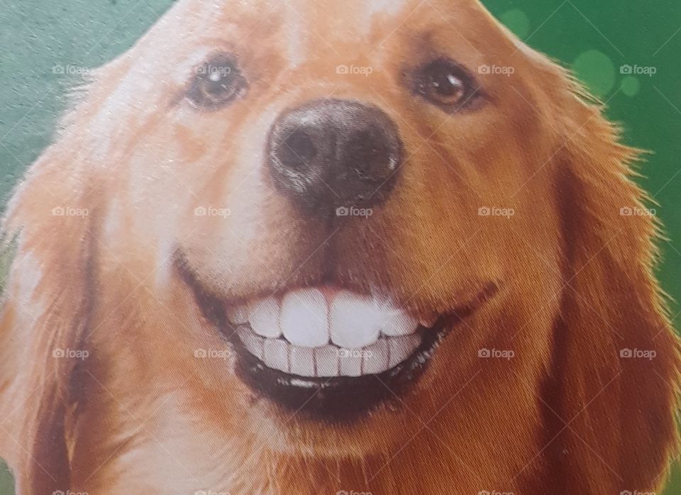 smiling doggy