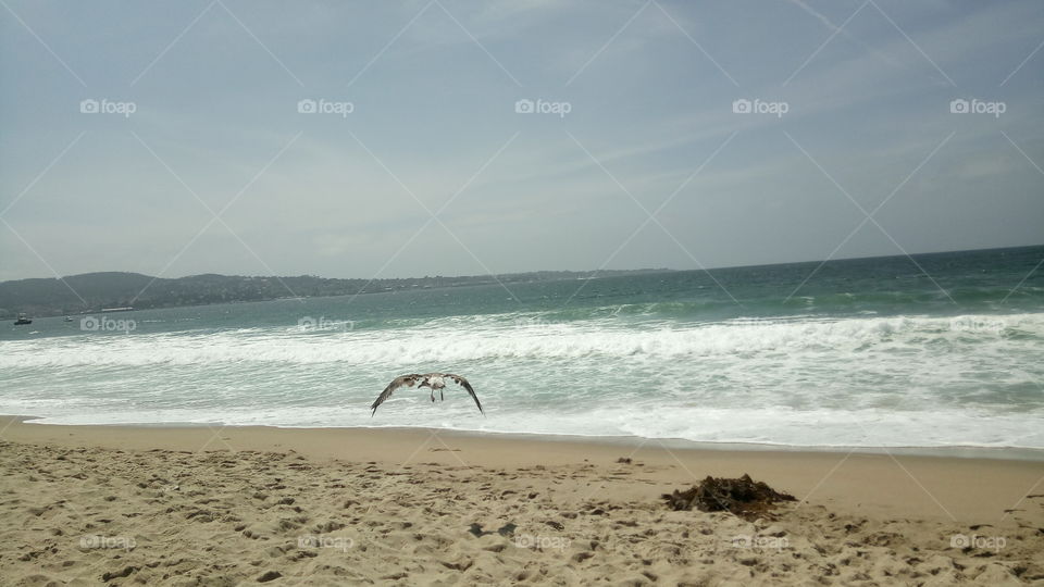 Oceanside adventures