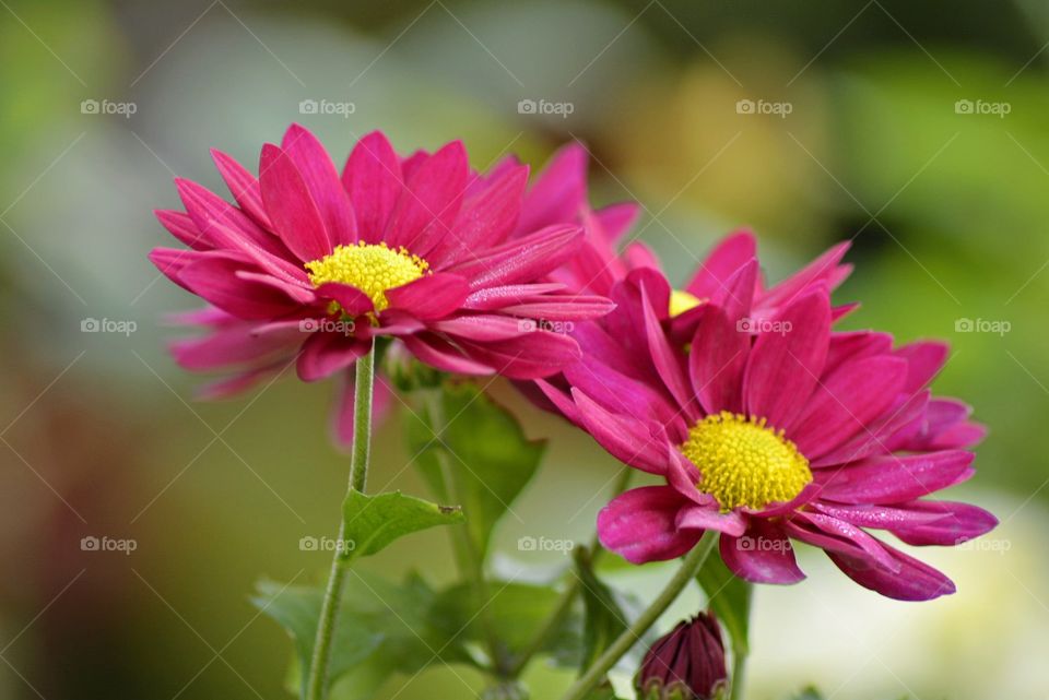 Beautiful Aster flowers clicked at Bahrain