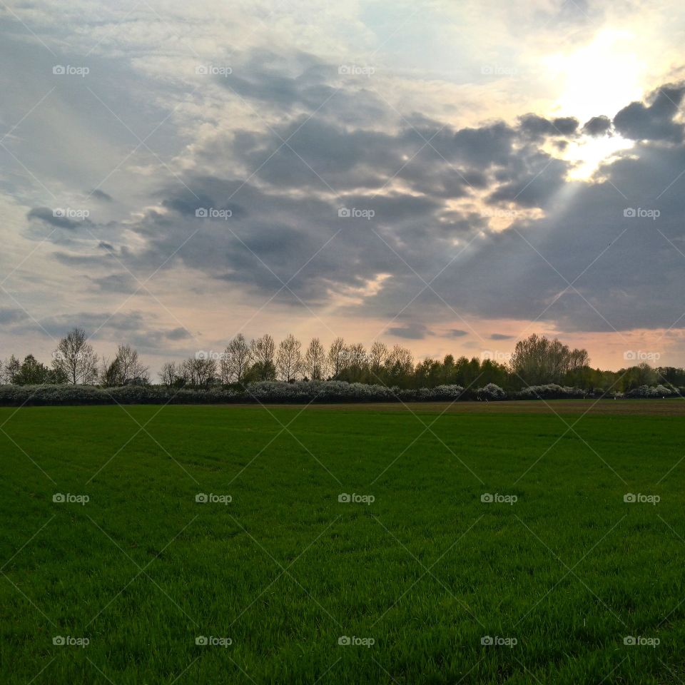 Green field at dawn