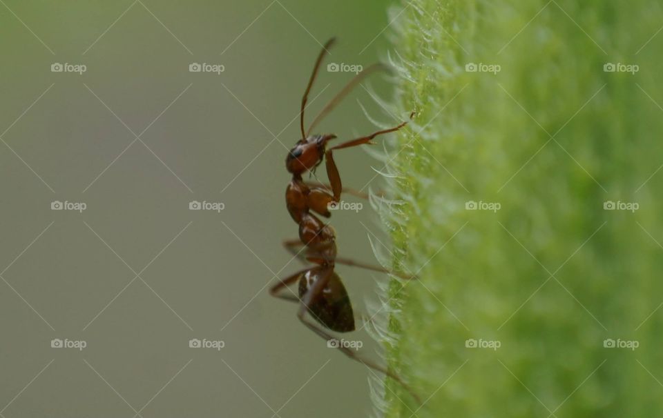 Ant. Macro photo of an ant! Shot with a Sony NEX6 with a reverse mounted Nikkor 3mm prime lense to get macro photo