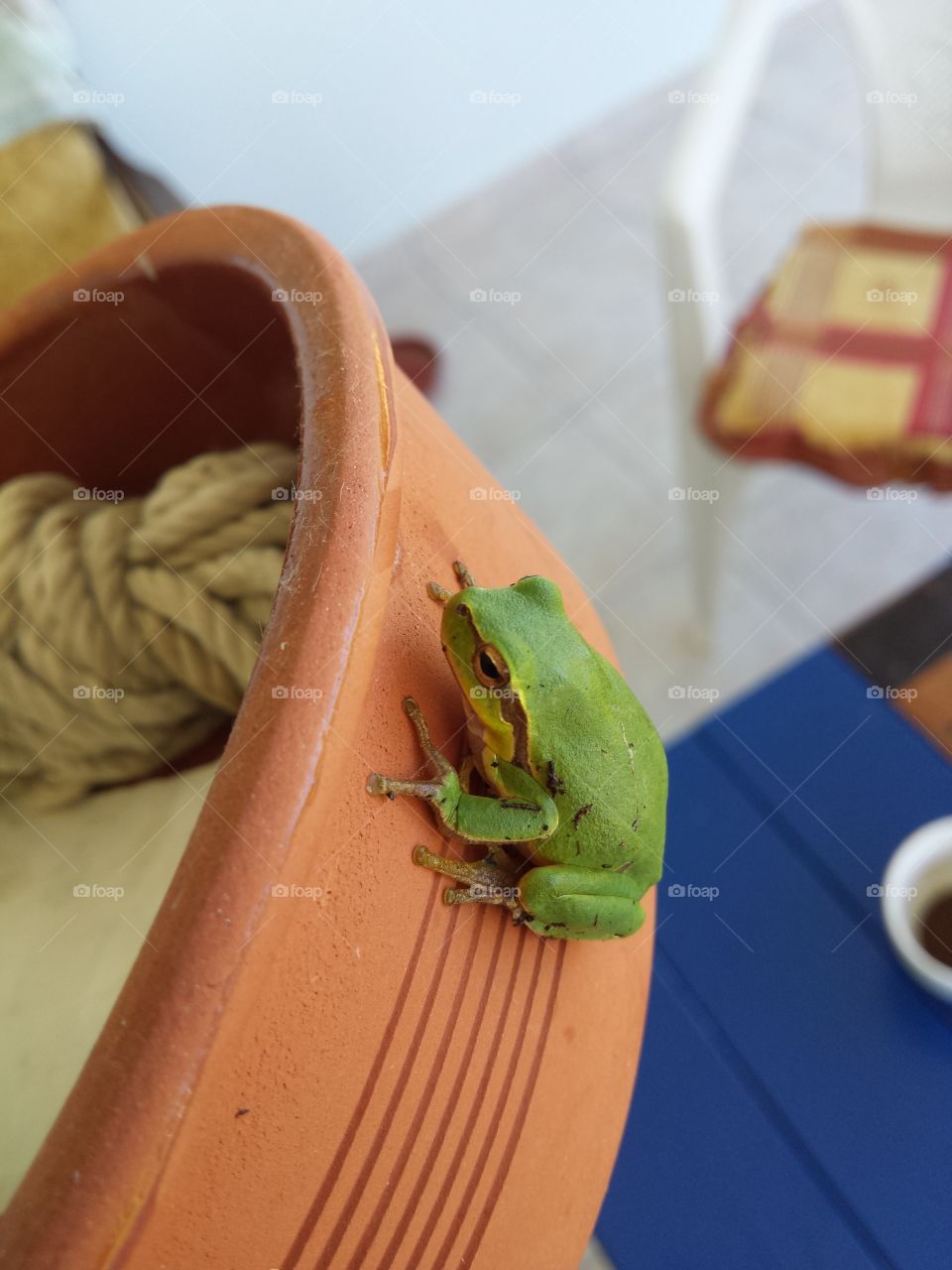 Little frog...