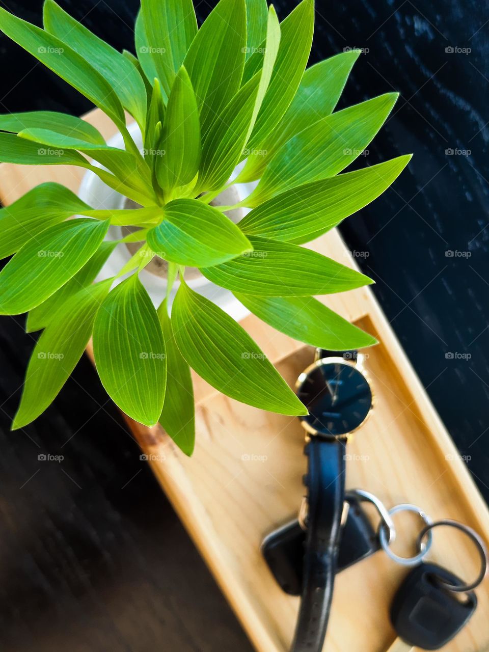 Desk organiser with small green beautiful plant with a white vase. Greenery on your desk.