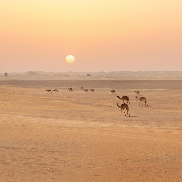 Sunset in desert. Camel caravan
