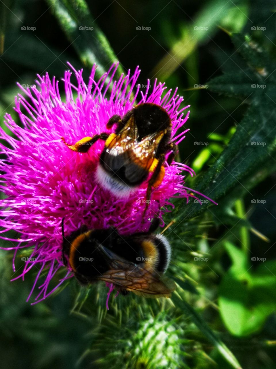 Bumblebee on the flower