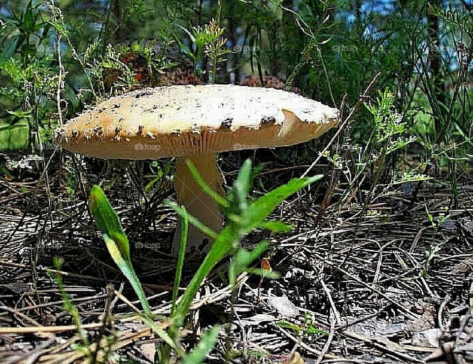 Mushroom, grass, forest