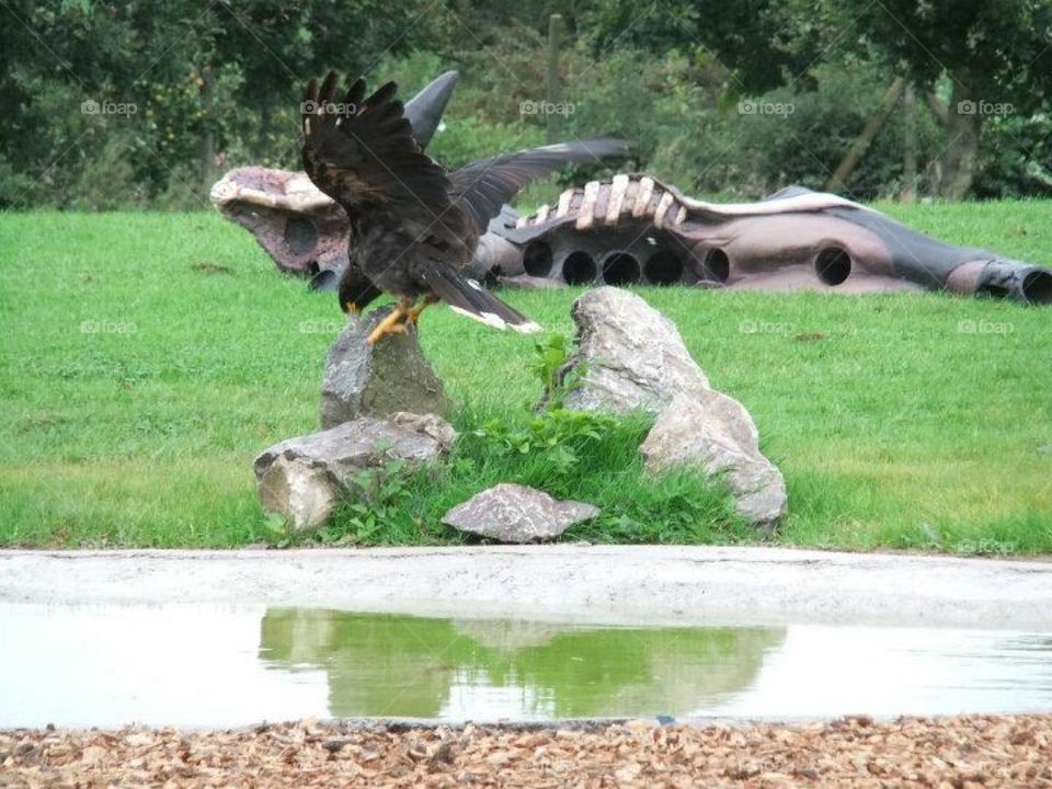 The eagle has landed 