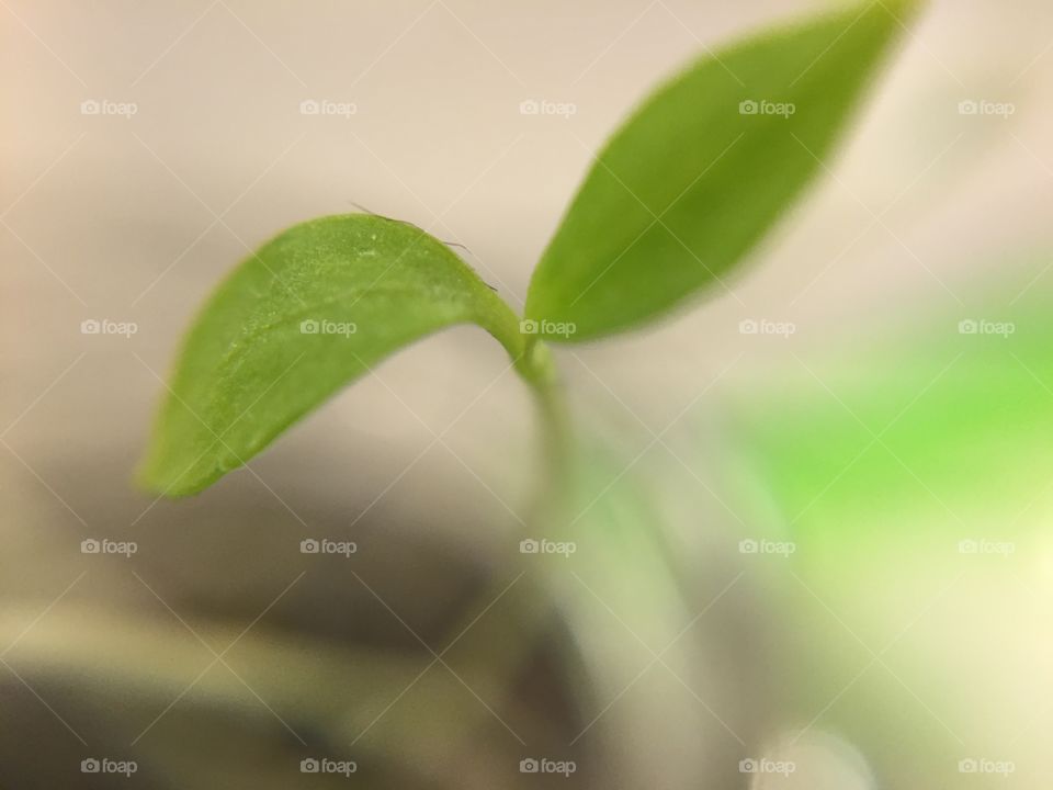 Macro leaf. Life in an office