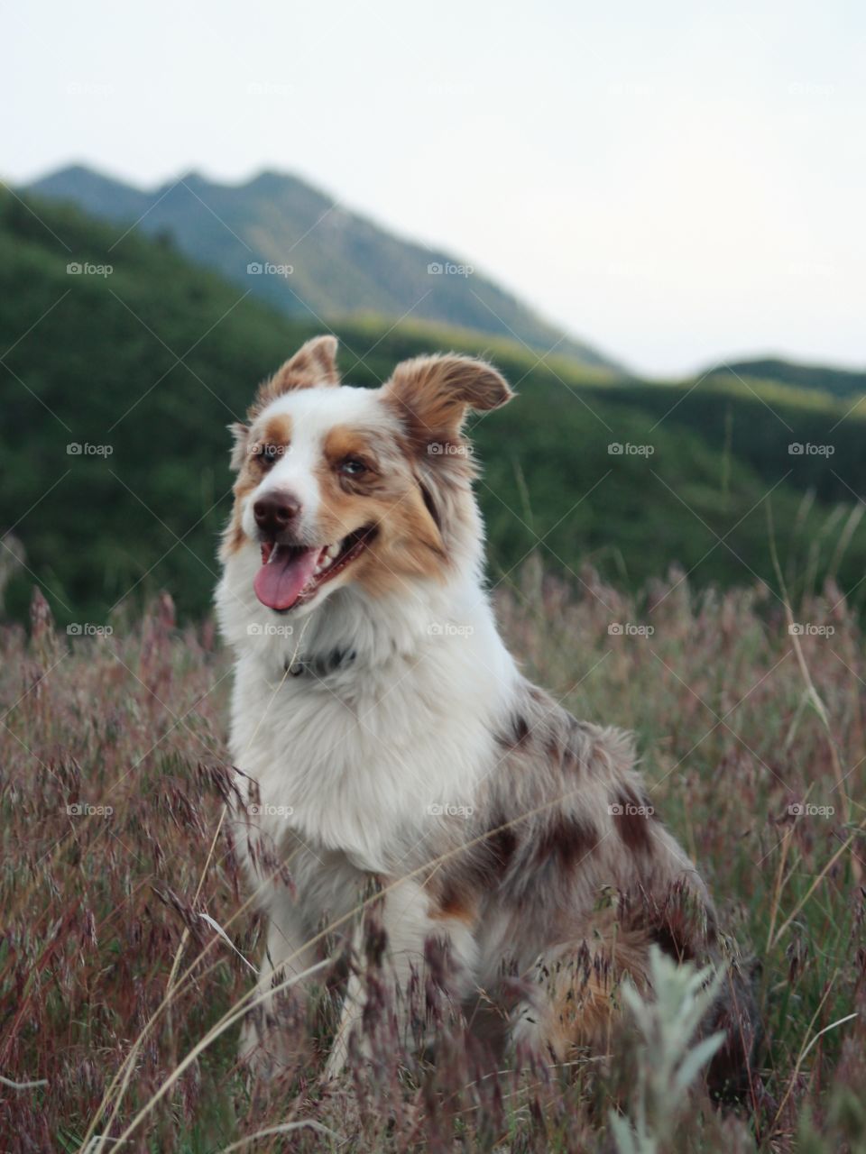 Rocky the Minnie Aussie 