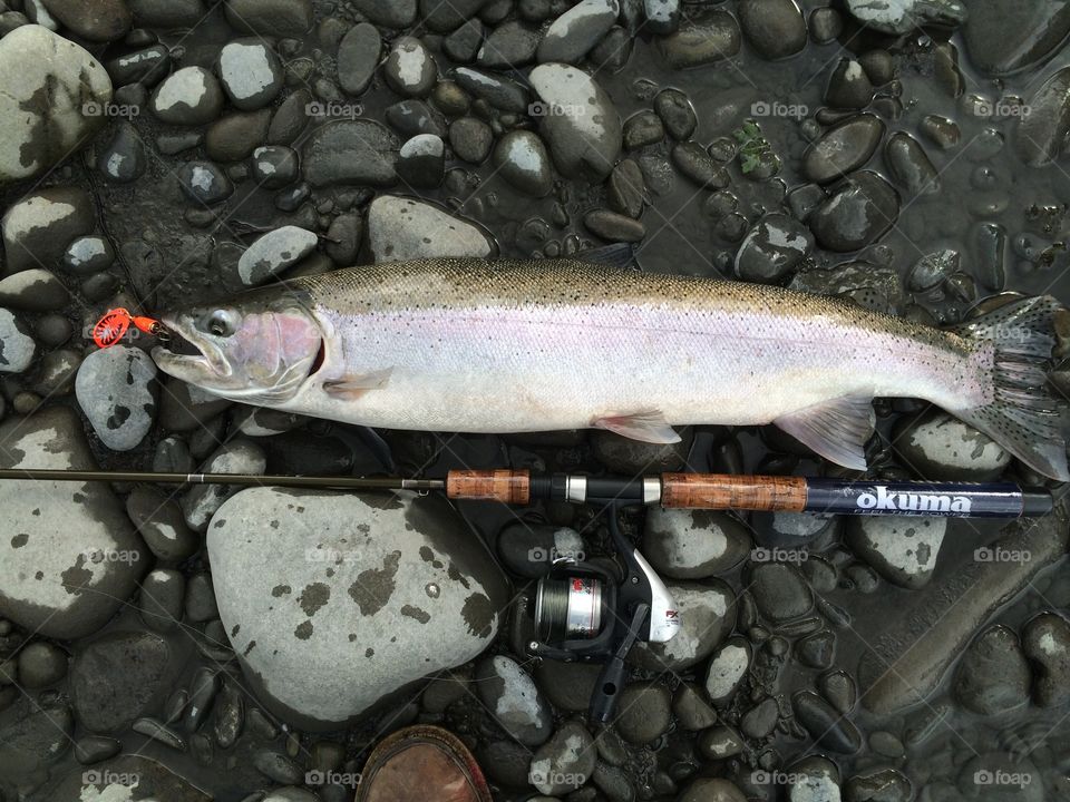 steelhead