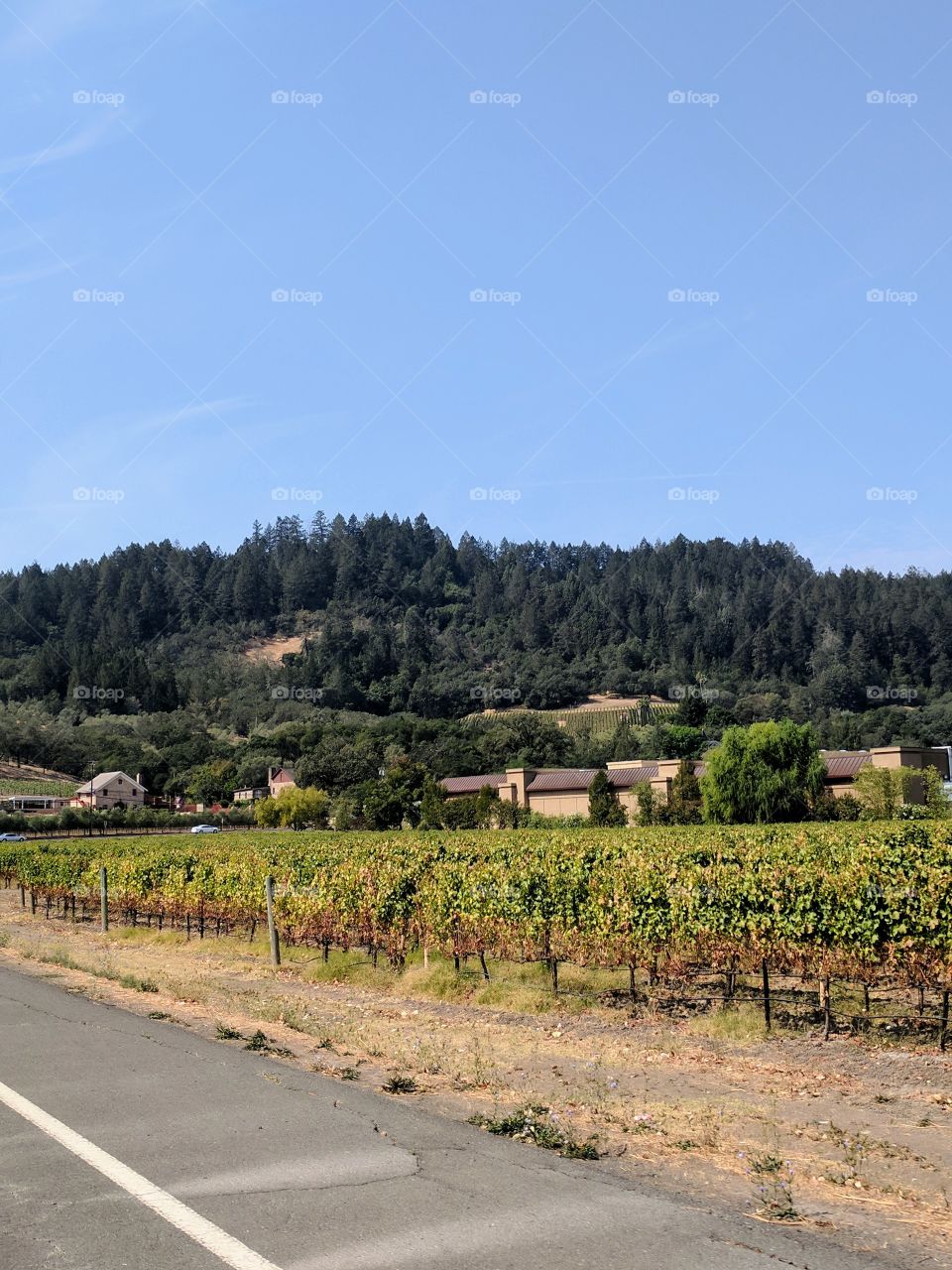 Driving through wine country