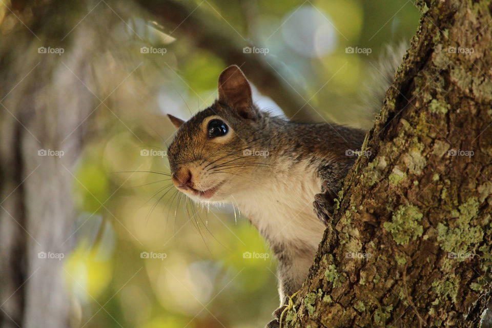 squirrel