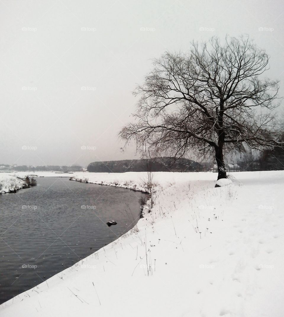 Winter, Snow, Frozen, Landscape, Cold