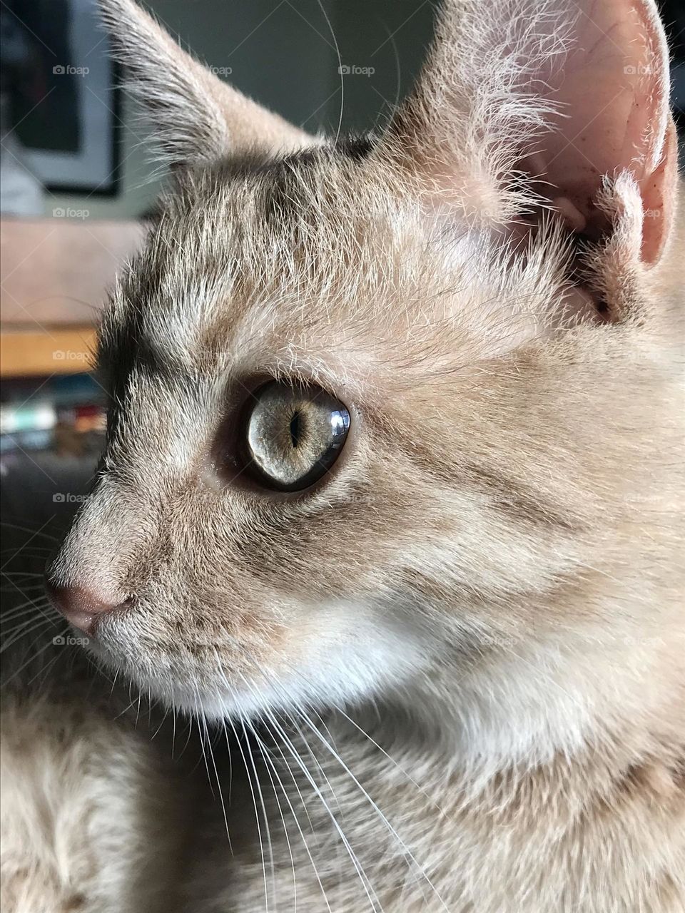 Profile of the face of an orange tabby kitten