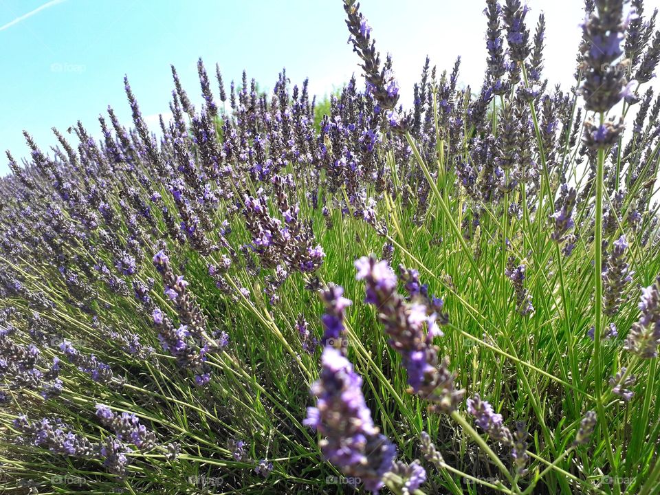 Lavender field on a beutiful day.