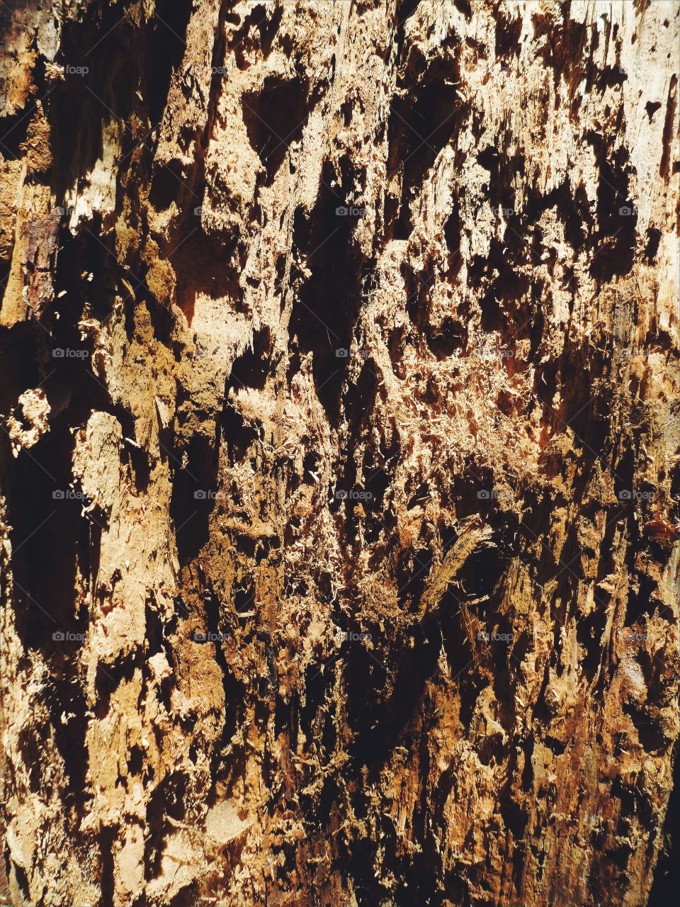 texture of rotten wood