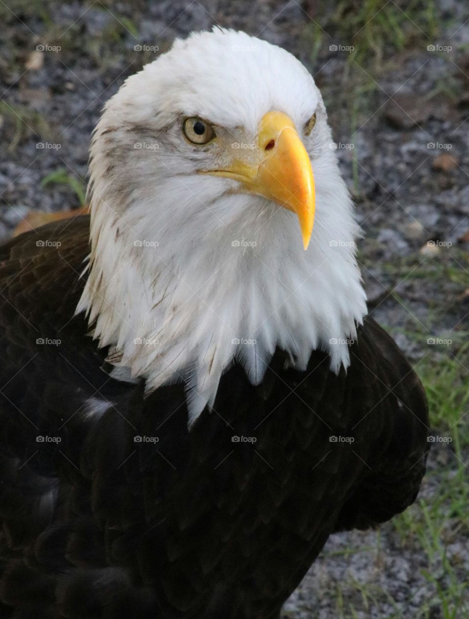 Portrait of a bald eagle