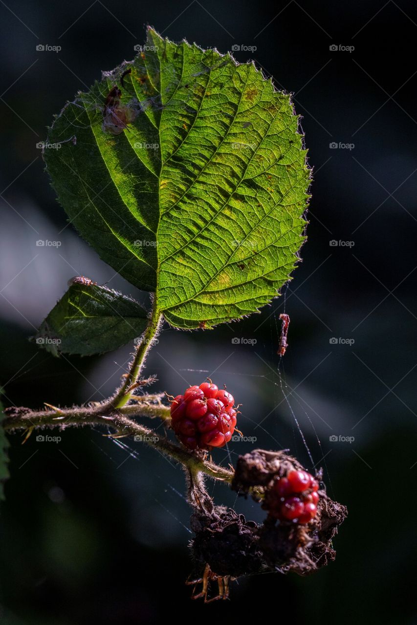 A portrait of a black berry and a beautiful green leaf net to it with a nice pattern.