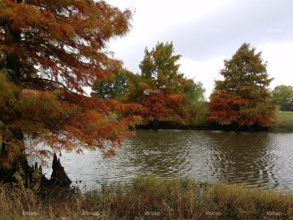 Autumn Pond