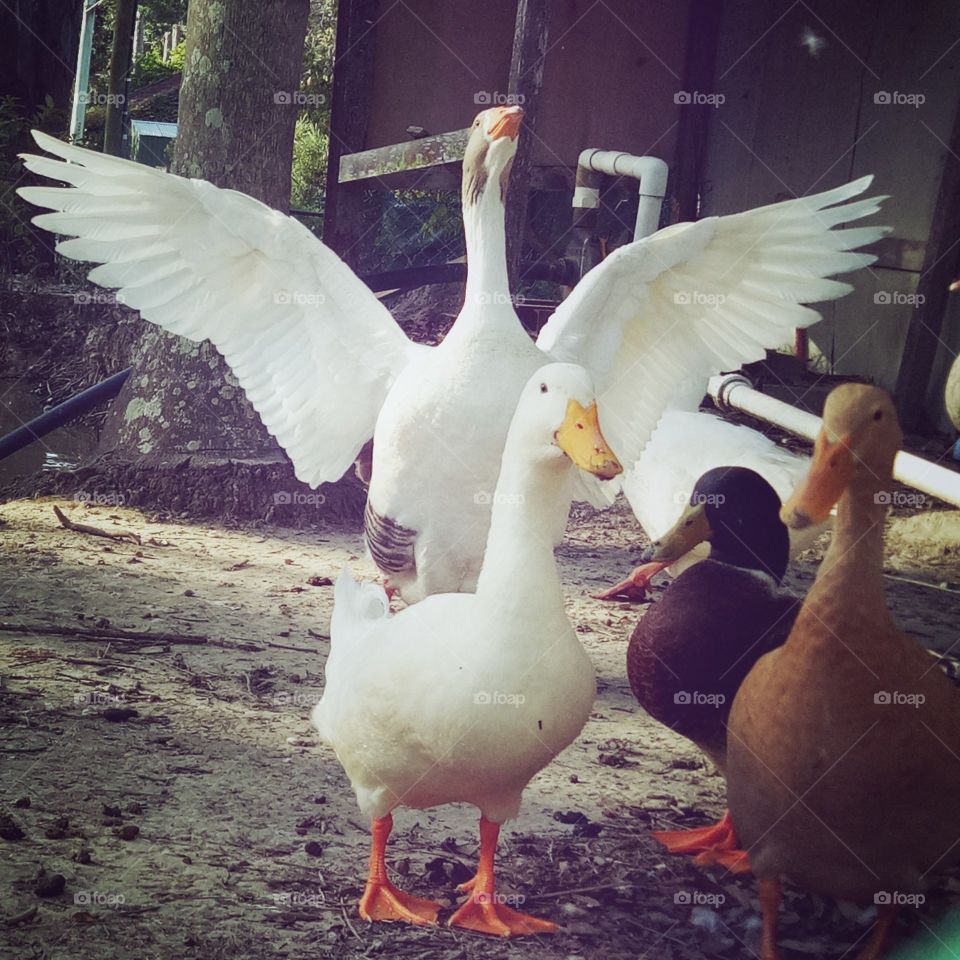 happy Wednesday from the goose and ducks in the farm