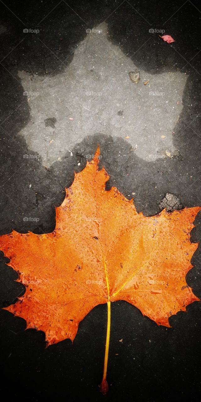 Small leaf cover big