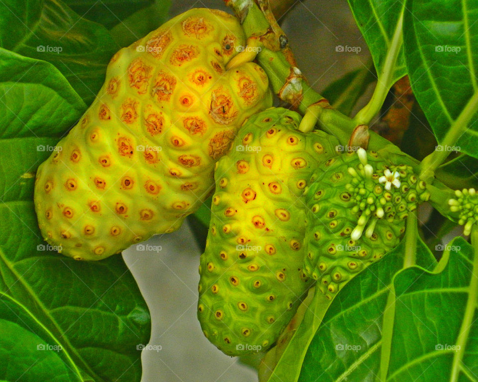 Exotic Fruits brimming with freshness and flavor. Fruit so ripe, it burst with juice when you bite into it. Eat it for the taste, love it for the nutrition!