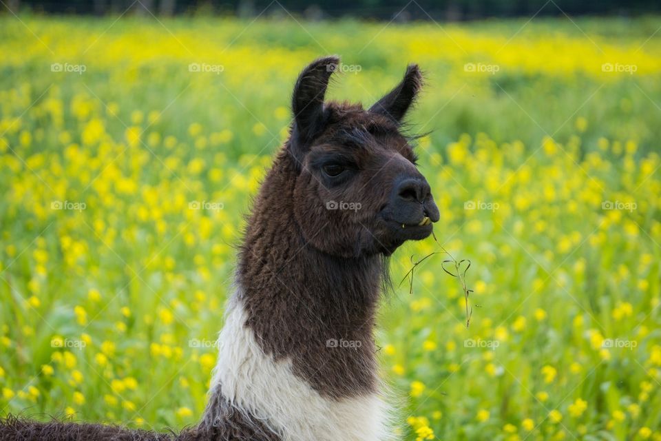 Llama in a field