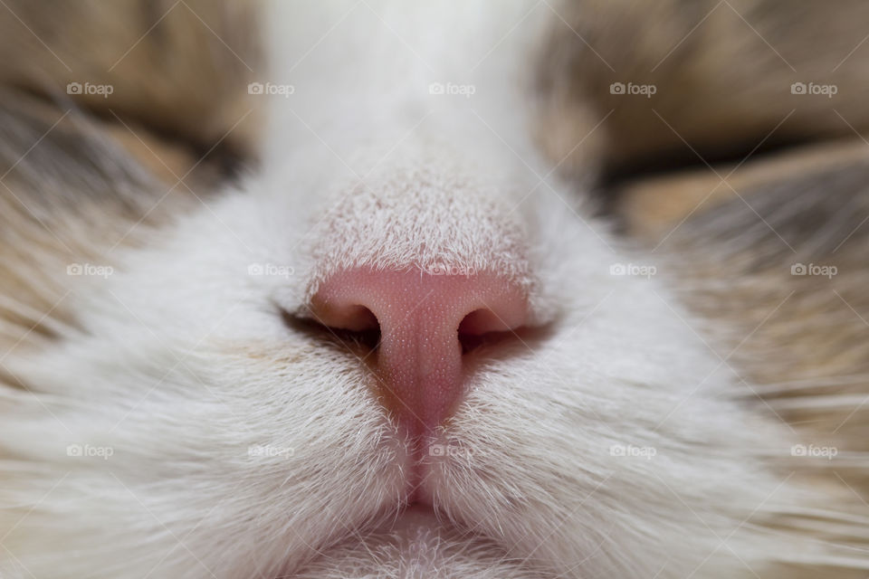 Cat's nose closeup. Feline nose macro. A cat's muzzle. the most cute part of a cat !