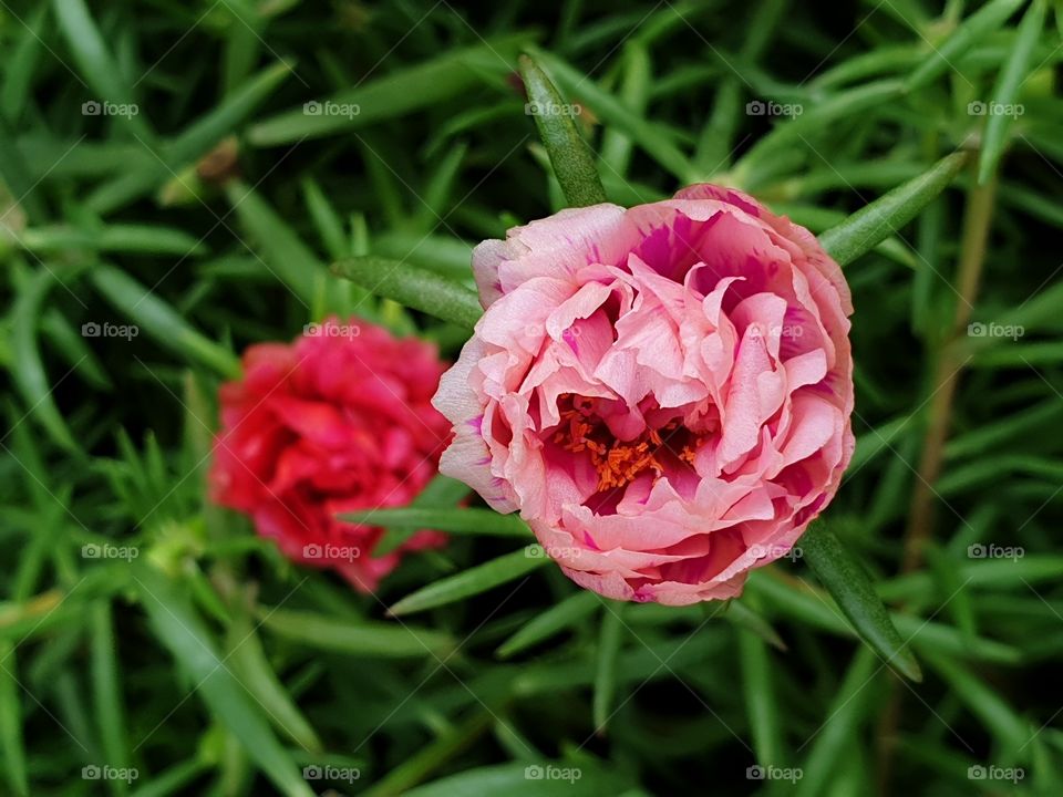 my beautiful Portulaca grandiflora