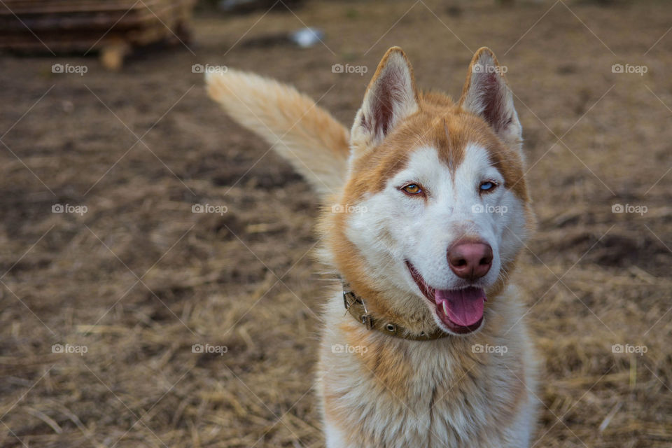 Portrait of a husky