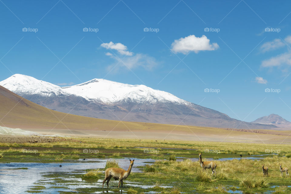 Vicunas in Desert Atacama Chile.