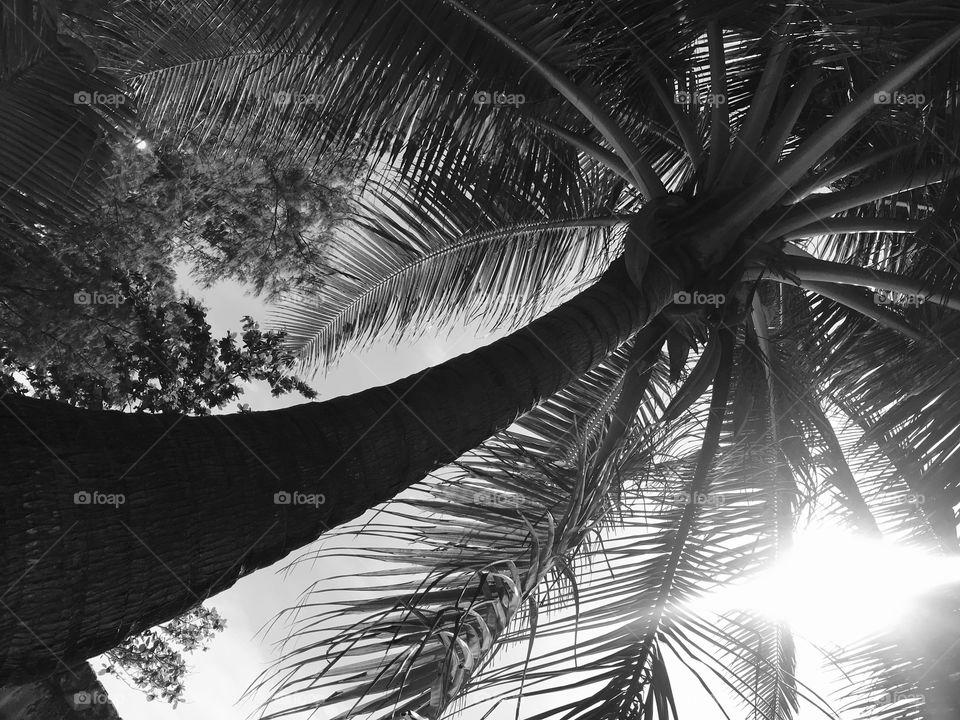 Black and white palm tree in the sky.