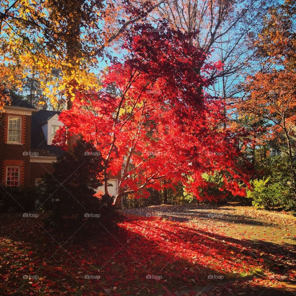 Colorful fall tree